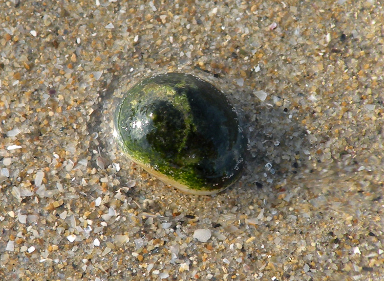 Molluschi delle spiagge adriatiche: Cyclope neritea